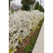 Спірея сливолиста Голдфаєр | Spiraea prunifolia Goldfire | Спирея сливолистная Голдфаер