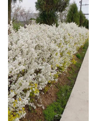 Спірея сливолиста Голдфаєр | Spiraea prunifolia Goldfire | Спирея сливолистная Голдфаер