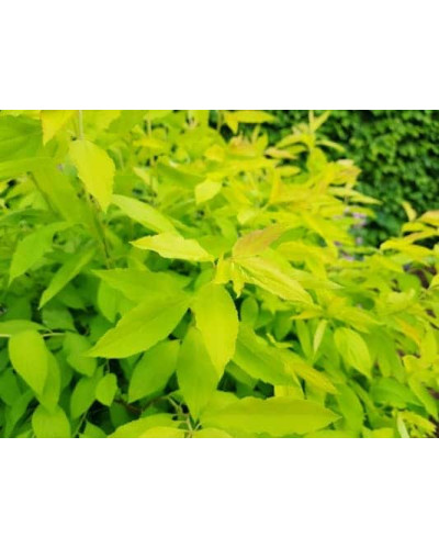 Спірея сливолиста Голдфаєр | Spiraea prunifolia Goldfire | Спирея сливолистная Голдфаер