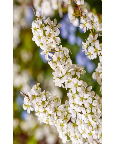 Спірея сливолиста Голдфаєр | Spiraea prunifolia Goldfire | Спирея сливолистная Голдфаер