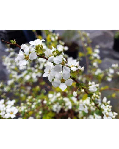 Спірея сливолиста Голдфаєр | Spiraea prunifolia Goldfire | Спирея сливолистная Голдфаер