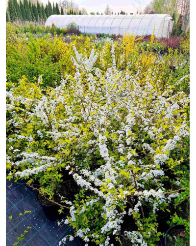 Спірея сливолиста Голдфаєр | Spiraea prunifolia Goldfire | Спирея сливолистная Голдфаер