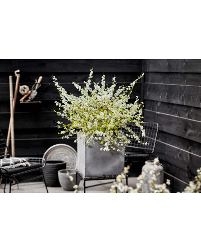Спірея сливолиста Голдфаєр | Spiraea prunifolia Goldfire | Спирея сливолистная Голдфаер
