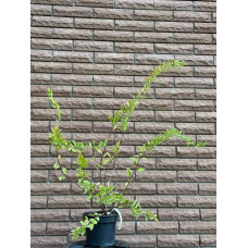 Спірея сливолиста Голдфаєр | Spiraea prunifolia Goldfire | Спирея сливолистная Голдфаер
