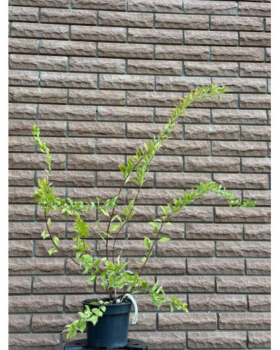 Спірея сливолиста Голдфаєр | Spiraea prunifolia Goldfire | Спирея сливолистная Голдфаер