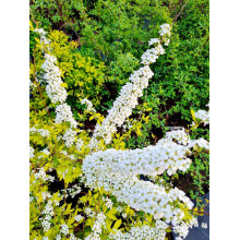Спірея сливолиста Голдфаєр | Spiraea prunifolia Goldfire | Спирея сливолистная Голдфаер