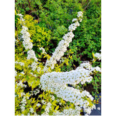 Спірея сливолиста Голдфаєр | Spiraea prunifolia Goldfire | Спирея сливолистная Голдфаер