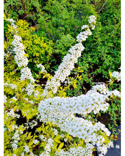 Спірея сливолиста Голдфаєр | Spiraea prunifolia Goldfire | Спирея сливолистная Голдфаер
