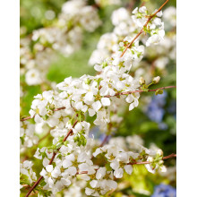 Спірея сливолиста Голдфаєр | Spiraea prunifolia Goldfire | Спирея сливолистная Голдфаер