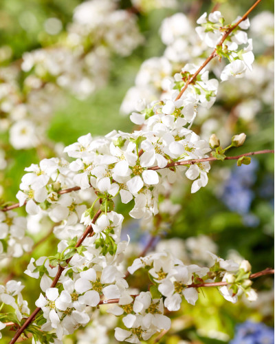 Спірея сливолиста Голдфаєр | Spiraea prunifolia Goldfire | Спирея сливолистная Голдфаер