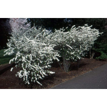 Спірея сливолиста Голдфаєр | Spiraea prunifolia Goldfire | Спирея сливолистная Голдфаер
