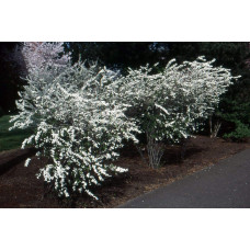 Спірея сливолиста Голдфаєр | Spiraea prunifolia Goldfire | Спирея сливолистная Голдфаер