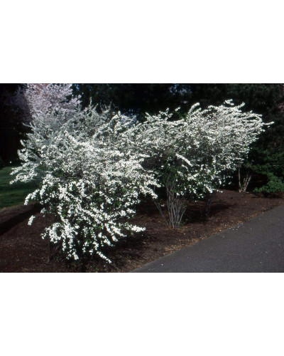 Спірея сливолиста Голдфаєр | Spiraea prunifolia Goldfire | Спирея сливолистная Голдфаер