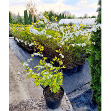 Спірея сливолиста Голдфаєр | Spiraea prunifolia Goldfire | Спирея сливолистная Голдфаер