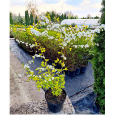 Спірея сливолиста Голдфаєр | Spiraea prunifolia Goldfire | Спирея сливолистная Голдфаер