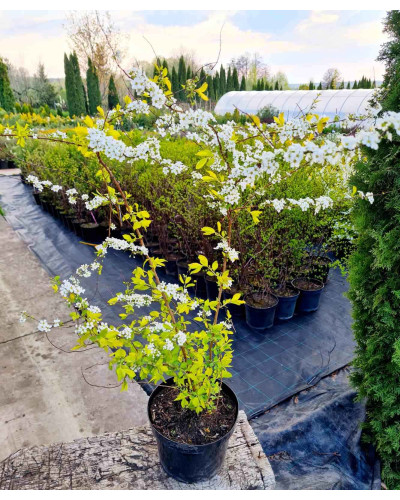 Спірея сливолиста Голдфаєр | Spiraea prunifolia Goldfire | Спирея сливолистная Голдфаер