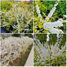 Спірея сливолиста Голдфаєр | Spiraea prunifolia Goldfire | Спирея сливолистная Голдфаер