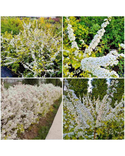 Спірея сливолиста Голдфаєр | Spiraea prunifolia Goldfire | Спирея сливолистная Голдфаер