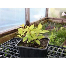 Спірея сливолиста Голдфаєр | Spiraea prunifolia Goldfire | Спирея сливолистная Голдфаер