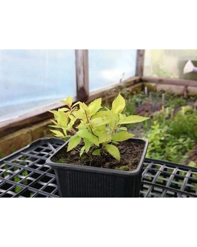 Спірея сливолиста Голдфаєр | Spiraea prunifolia Goldfire | Спирея сливолистная Голдфаер