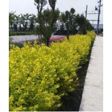 Спірея сливолиста Голдфаєр | Spiraea prunifolia Goldfire | Спирея сливолистная Голдфаер