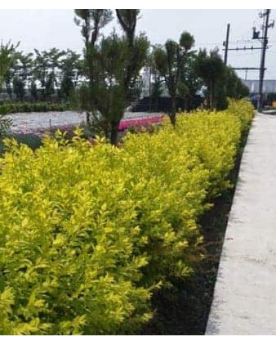 Спірея сливолиста Голдфаєр | Spiraea prunifolia Goldfire | Спирея сливолистная Голдфаер