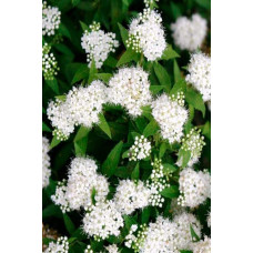 Спірея японська Альбіфлора | Spiraea japonica Albiflora | Спирея японская Альбифлора