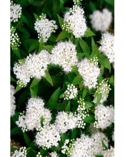 Спірея японська Альбіфлора | Spiraea japonica Albiflora | Спирея японская Альбифлора