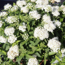 Спірея японська Альбіфлора | Spiraea japonica Albiflora | Спирея японская Альбифлора