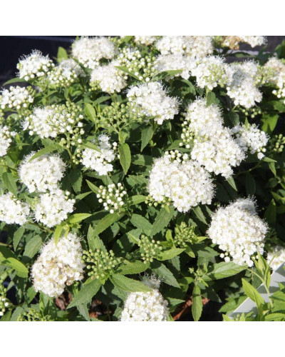 Спірея японська Альбіфлора | Spiraea japonica Albiflora | Спирея японская Альбифлора