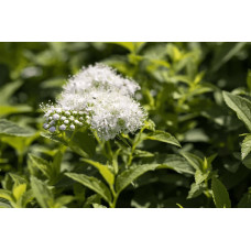 Спірея японська Альбіфлора | Spiraea japonica Albiflora | Спирея японская Альбифлора