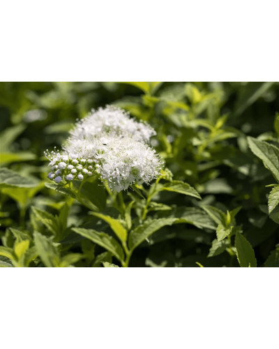 Спірея японська Альбіфлора | Spiraea japonica Albiflora | Спирея японская Альбифлора