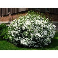 Спірея японська Альбіфлора | Spiraea japonica Albiflora | Спирея японская Альбифлора