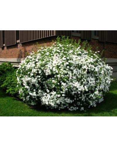 Спірея японська Альбіфлора | Spiraea japonica Albiflora | Спирея японская Альбифлора