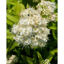 Спірея японська Альбіфлора | Spiraea japonica Albiflora | Спирея японская Альбифлора