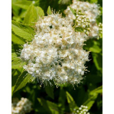 Спірея японська Альбіфлора | Spiraea japonica Albiflora | Спирея японская Альбифлора