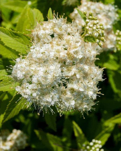 Спірея японська Альбіфлора | Spiraea japonica Albiflora | Спирея японская Альбифлора