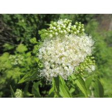Спірея японська Альбіфлора | Spiraea japonica Albiflora | Спирея японская Альбифлора