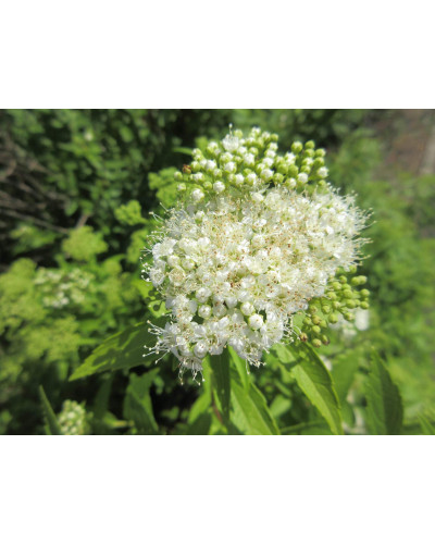 Спірея японська Альбіфлора | Spiraea japonica Albiflora | Спирея японская Альбифлора