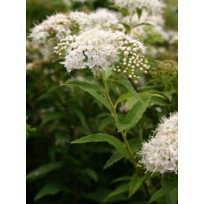 Спірея японська Альбіфлора | Spiraea japonica Albiflora | Спирея японская Альбифлора