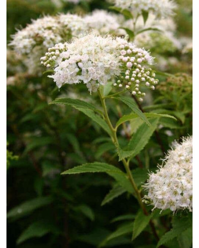 Спірея японська Альбіфлора | Spiraea japonica Albiflora | Спирея японская Альбифлора