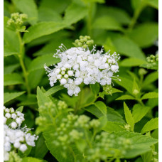 Спірея японська Альбіфлора | Spiraea japonica Albiflora | Спирея японская Альбифлора