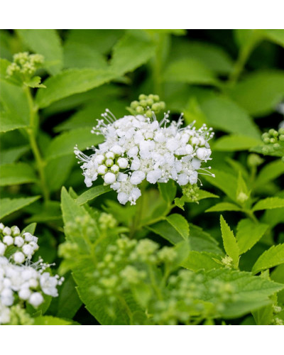 Спірея японська Альбіфлора | Spiraea japonica Albiflora | Спирея японская Альбифлора