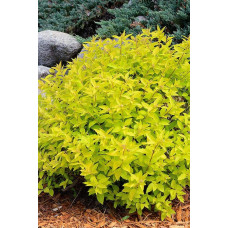 Спірея японська Голдмаунд | Спирея японская Голдмаунд | Spiraea japonica Goldmound