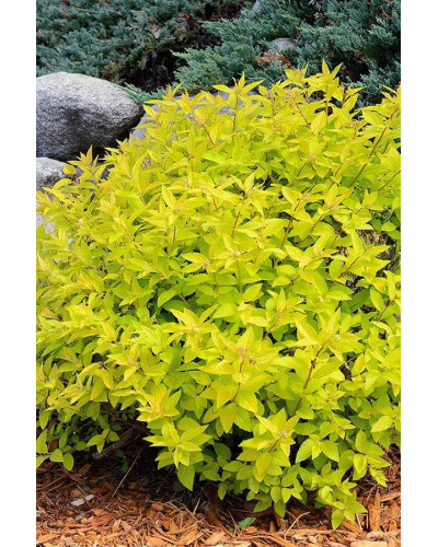 Спірея японська Голдмаунд | Спирея японская Голдмаунд | Spiraea japonica Goldmound