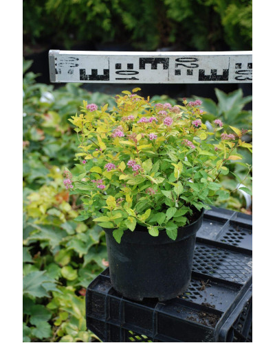 Спірея японська Голдмаунд | Спирея японская Голдмаунд | Spiraea japonica Goldmound