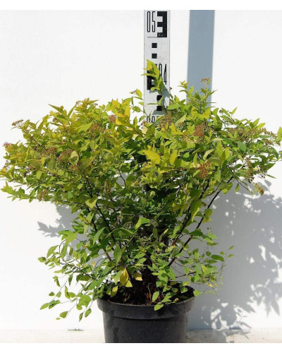 Спірея японська Голдмаунд | Спирея японская Голдмаунд | Spiraea japonica Goldmound