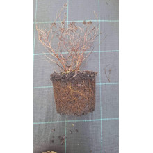 Спірея японська Голдмаунд | Спирея японская Голдмаунд | Spiraea japonica Goldmound