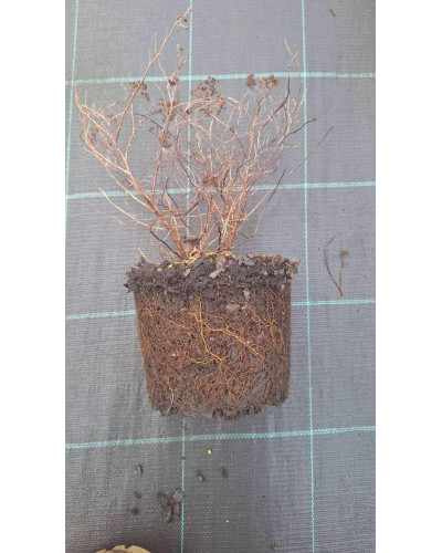 Спірея японська Голдмаунд | Спирея японская Голдмаунд | Spiraea japonica Goldmound