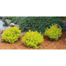Спірея японська Голдмаунд | Спирея японская Голдмаунд | Spiraea japonica Goldmound